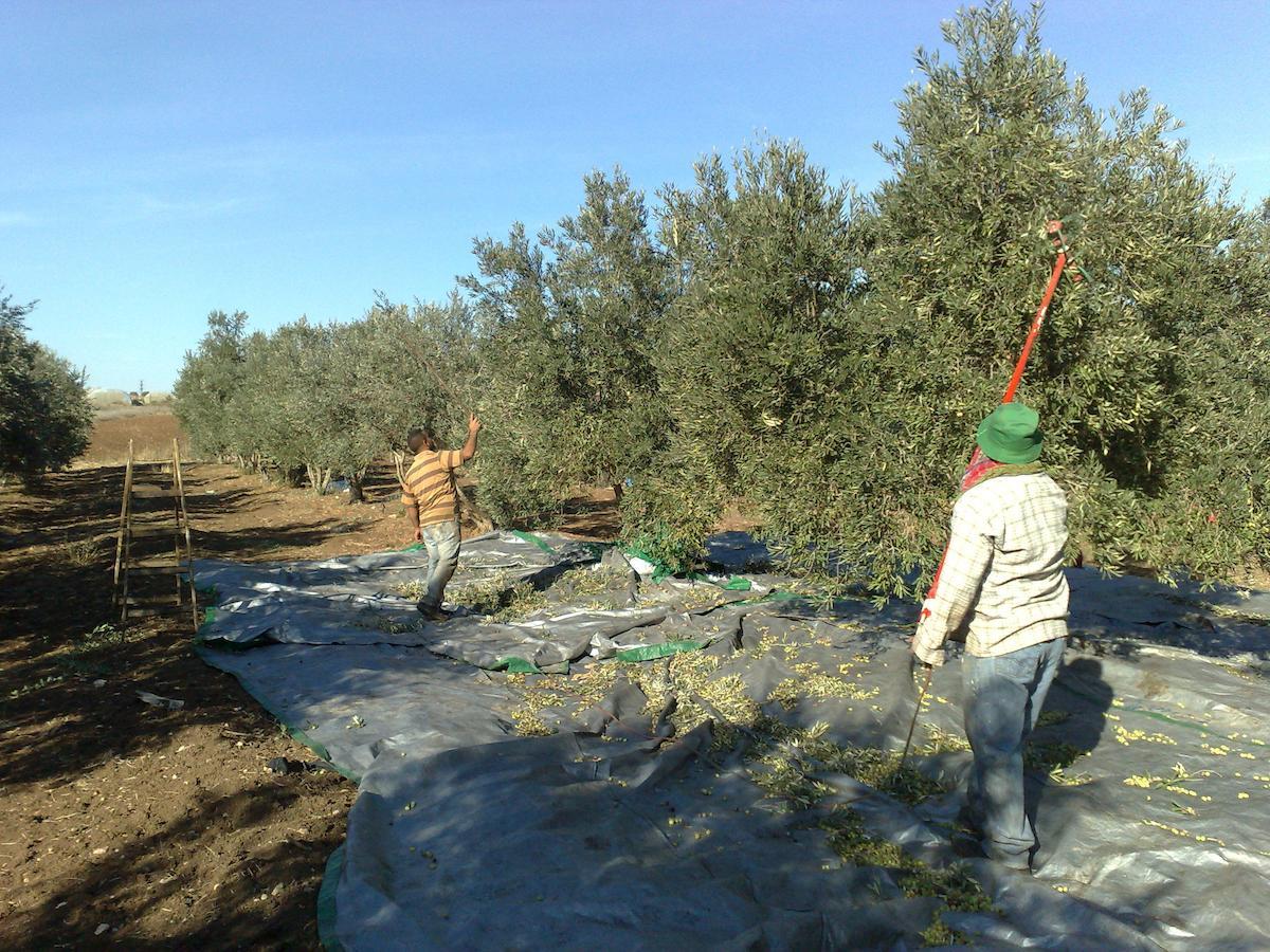 Villa Peace Tent Kfar Rut Exterior foto